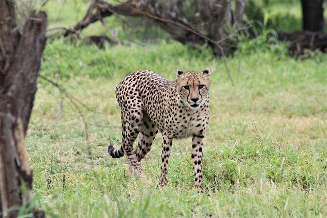 Full Day Kruger National Park - Price and park fees: where the real value shows up