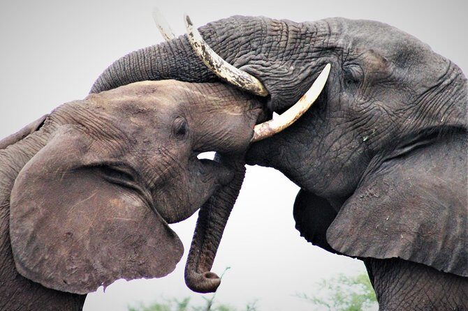 Full Day Kruger National Park - Timing, group size, and what to pack