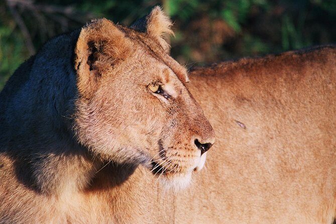 Full Day Kruger National Park Game Drive - Private vehicle, pro guide, and how you actually spot animals