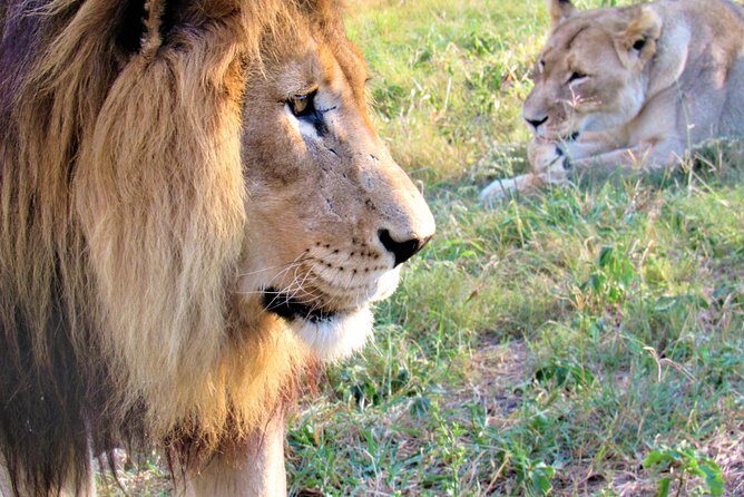 Full-Day Kruger National Park Safari - Key things I’d focus on before you go