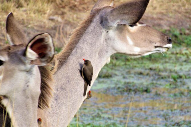 Full-Day Kruger National Park Safari - Big Five chances, and why the guide matters more than the map