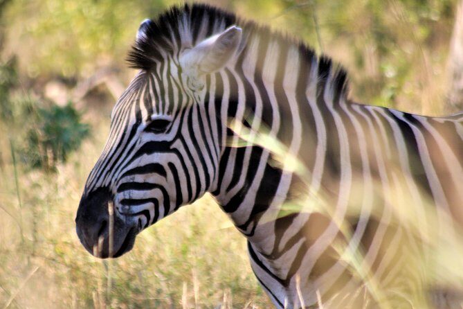 Full-Day Kruger National Park Safari - Bushman rock paintings: the non-animal reason to keep your eyes open