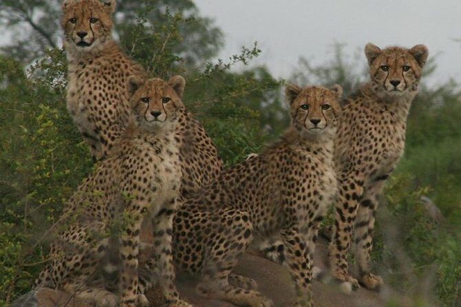 Full-Day Kruger National Park Safari - Price and value: what $121.21 really buys in Kruger