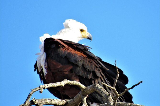 Full-Day Kruger National Park Safari - What to expect on the day: pace, comfort, and the “heat reality”