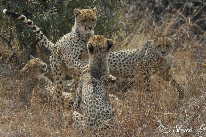Full Day Kruger National Park Tour - Quick Hits: What Makes This Kruger Day Work