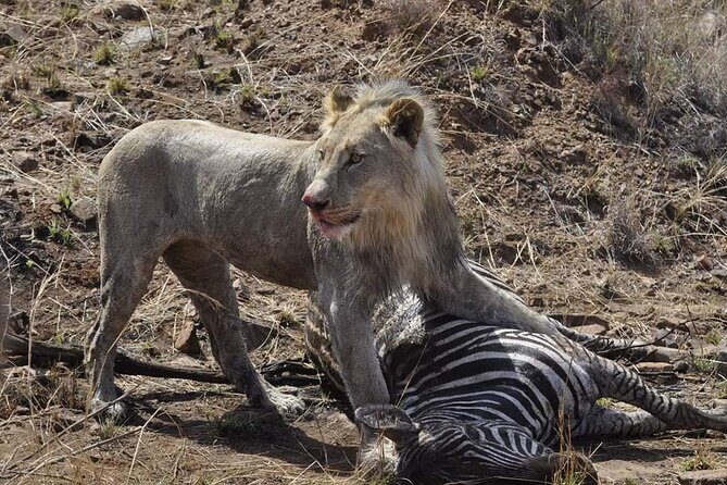 Full Day Kruger National Park Tour - Rhino Convention Centre Start: Your Real-World Logistics