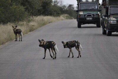 Full Day Kruger National Park Tour - Sunrise Coffee Inside Kruger: Why That First Break Matters