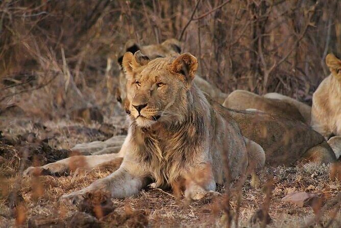Full Day Kruger National Park Tour - Guides Who Keep Questions Coming (and Kids Laughing)