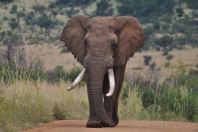Full Day Kruger National Park Tour - Lunch and Park Entry: How to Budget for the True Total