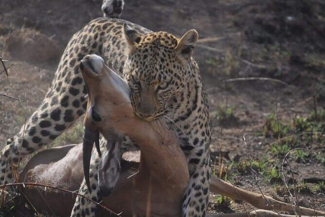 Full Day Kruger National Park Tour - How the Full-Day Timing Usually Feels (Even Without a Minute-by-Minute Schedule)
