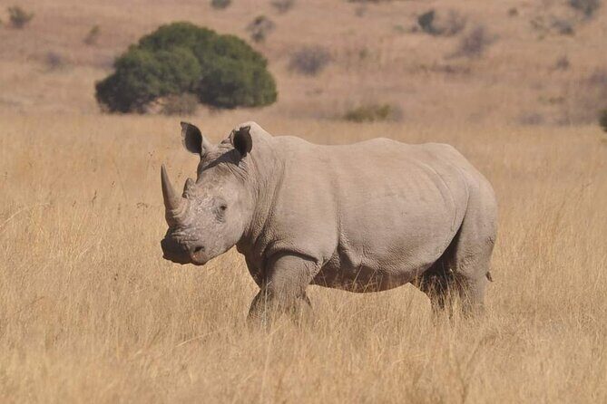 Full Day Kruger National Park Tour - Who This Kruger Tour Is Best For