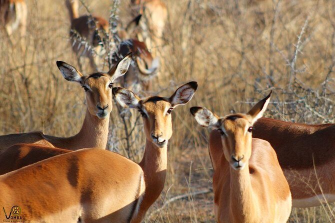 Full Day Kruger Park Safari From Hazyview - Your guide experience: professionalism, patience, and real animal-finding