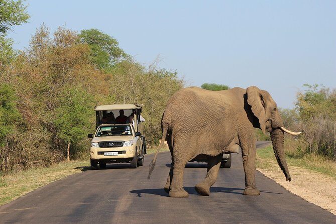 Full Day Kruger Park Safari From Hazyview - Tips to boost your odds on a morning safari