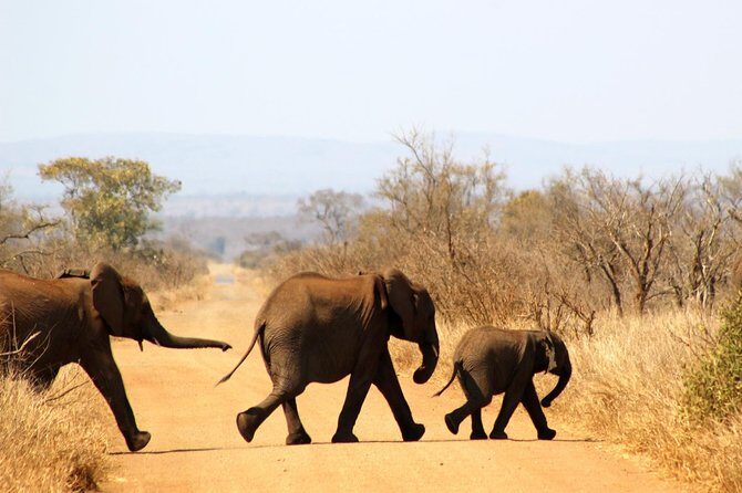 Full Day Kruger Park Safari From Hazyview - What you’re actually looking for in Kruger (and how guides help)