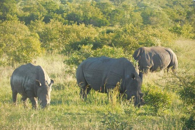 Full-Day Kruger Park Safari from Nelspruit, Whiteriver or Hazyview - Key Things You’ll Notice on This Kruger Day
