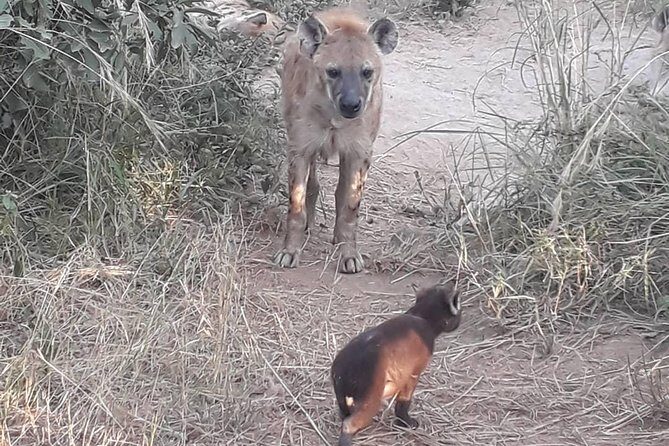 Full-Day Kruger Park Safari from Nelspruit, Whiteriver or Hazyview - Why This Kruger Safari Feels Easier Than DIY