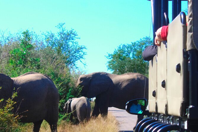 Full-Day Kruger Park Safari from Nelspruit, Whiteriver or Hazyview - Your Guide’s Commentary: Turning Sightings Into Stories