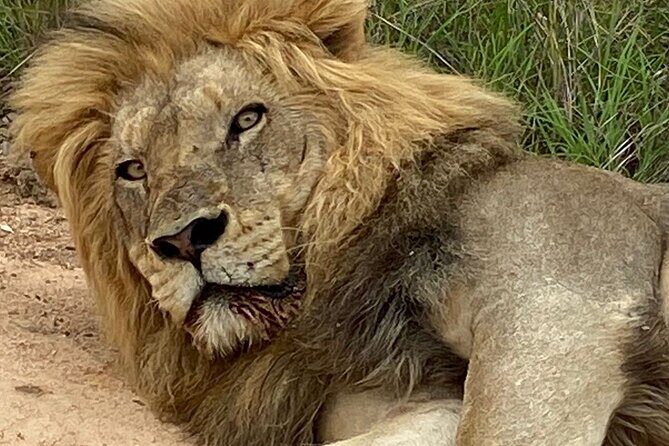 Full-Day Kruger Park Safari from Nelspruit, Whiteriver or Hazyview - What’s Included, What Isn’t, and Where the Money Goes