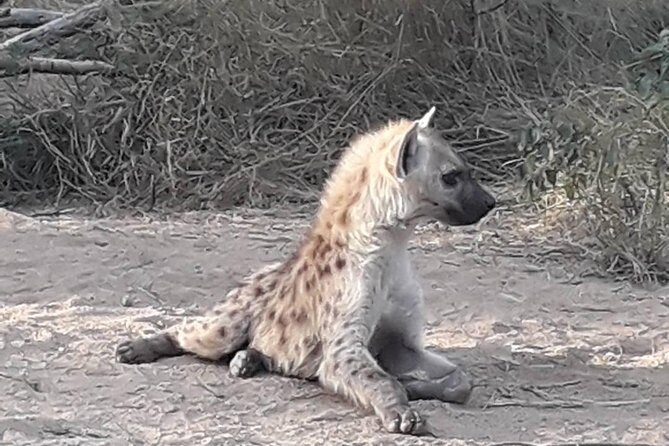 Full-Day Kruger Park Safari from Nelspruit, Whiteriver or Hazyview - Pickup From Nelspruit, Whiteriver, or Hazyview: The Real Convenience Win