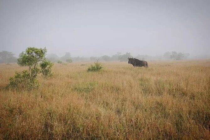 Full Day Kruger Park Wildlife Safari from Hoedspruit - Key Things I’d Watch For Before You Go