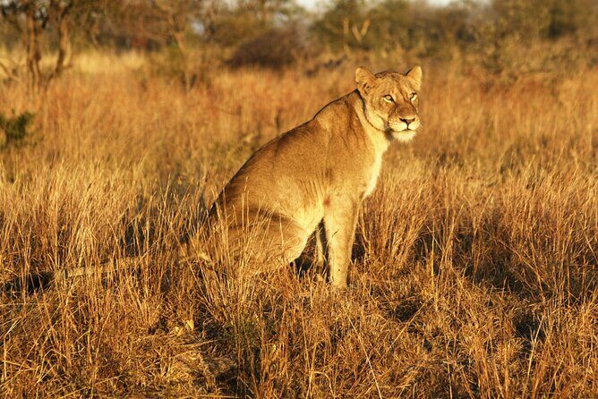 Full Day Kruger Park Wildlife Safari from Hoedspruit - A Full-Day Kruger Safari That’s Built for Actual Game Viewing