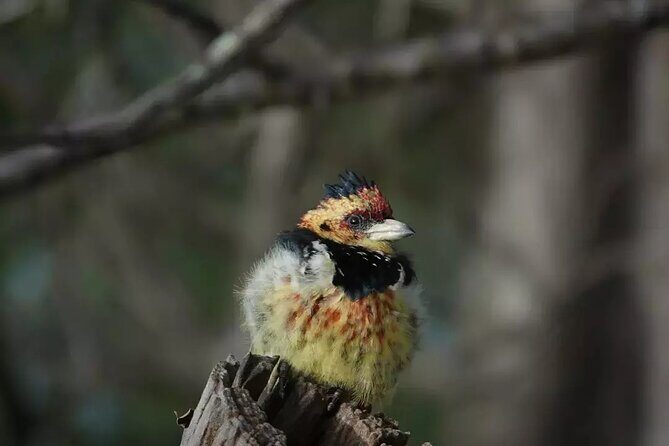Full Day Kruger Park Wildlife Safari from Hoedspruit - Why the Open 4x4 and Small Group Matters More Than You Think