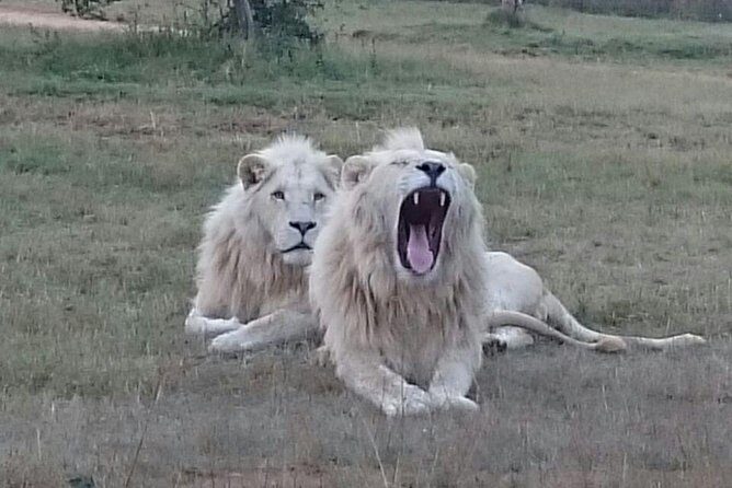 Full-Day Pilanesberg National Park from Johannesburg and Pretoria - Why Pilanesberg is a smart full-day safari choice