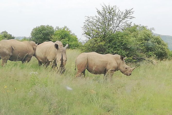 Full-Day Pilanesberg National Park from Johannesburg and Pretoria - The second push: a last safari drive if some targets missed