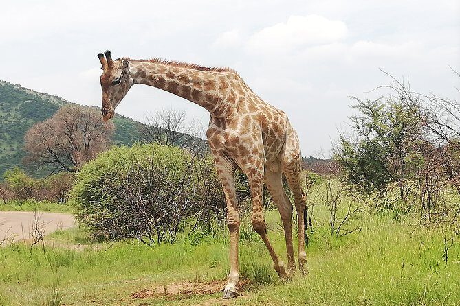 Full-Day Pilanesberg National Park from Johannesburg and Pretoria - Price and value: what $162.97 buys you (and what it doesn’t)