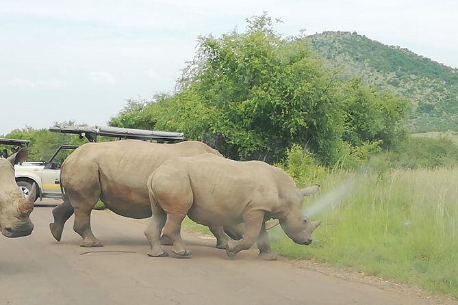 Full-Day Pilanesberg National Park from Johannesburg and Pretoria - Mobile tickets, confirmation, and day-of sanity