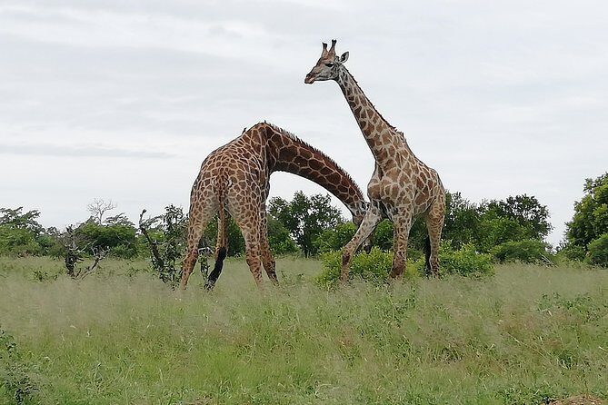 Full-Day Pilanesberg National Park from Johannesburg and Pretoria - What you’ll see: more than just a checklist