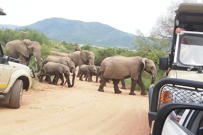 Full-Day Pilanesberg National Park from Johannesburg and Pretoria - Who should book this Pilanesberg safari