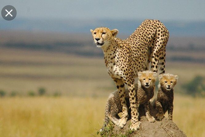 Full-Day Pilanesberg National Park from Johannesburg and Pretoria - The ride from Johannesburg and Pretoria: timing + what to expect