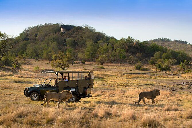 Full Day Pilanesberg Safari Adventure - The morning open-vehicle drive: your best odds start early