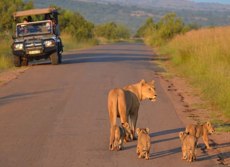 Full-Day Pilanesberg Safari from Sun City - Pilanesberg: Big 5 Wildlife With a Short Ride From Sun City