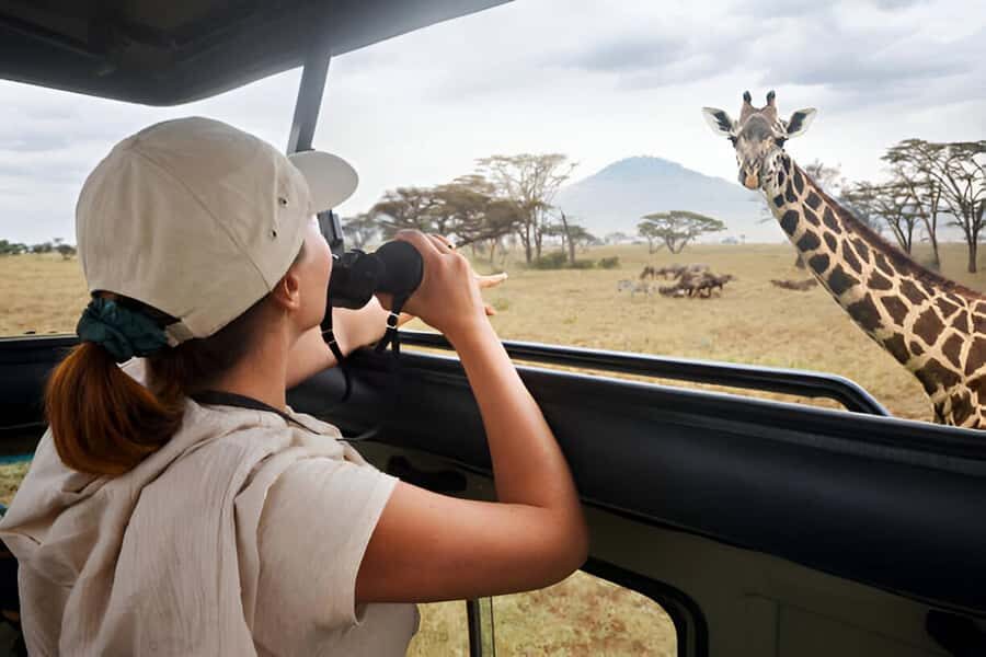 Full-Day Pilanesberg Safari from Sun City - The Morning Game Drive: Best Chances for Lions, Elephants, and More