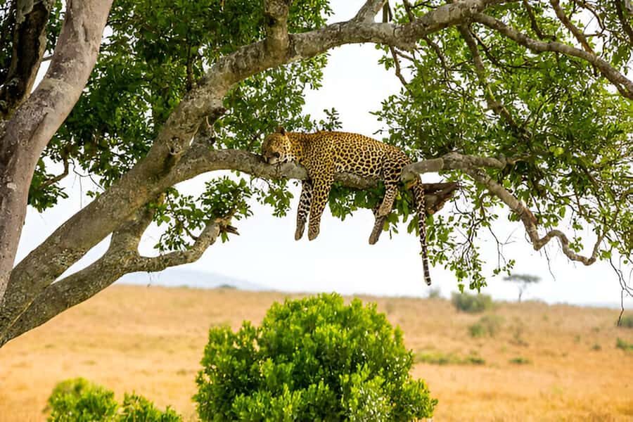 Full-Day Pilanesberg Safari from Sun City - Afternoon Game Drive: When Sightings Shift With the Sun