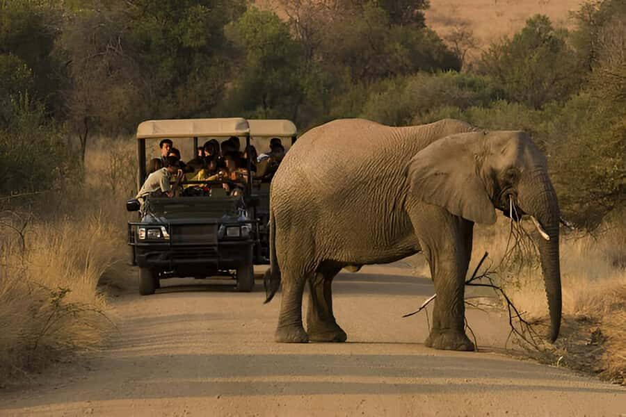 Full-Day Pilanesberg Safari from Sun City - Who This Safari Is Best For (and Who Should Skip It)