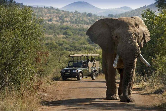 Full day Pilanesberg Safari Tour - Why Pilanesberg’s volcanic crater changes the safari game