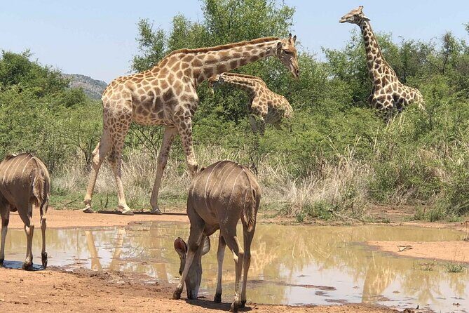 Full day Pilanesberg Safari Tour - Wildlife chances: Big Five plus a lot more