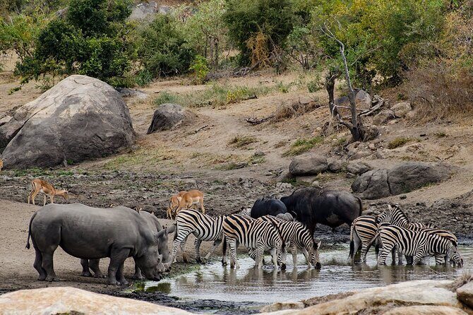 Full day Pilanesberg Safari Tour - What you can expect at the park entrance (and why admission is a plus)