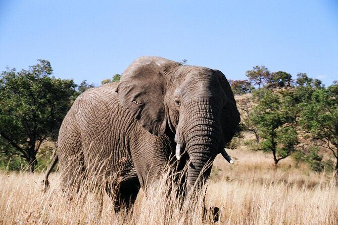 Full day Pilanesberg Safari Tour - The heart of the day: your 6-hour Pilanesberg game drive