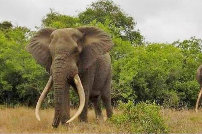 Full day Private Addo elephant safari min 4 pax max 12 pax - Addo Elephant National Park, Private Style: How the Small Group Changes the Day