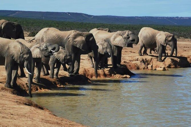 Full day Private Addo elephant safari min 4 pax max 12 pax - The Full-Day Game Drive (7–8 Hours): What Your Day Actually Feels Like