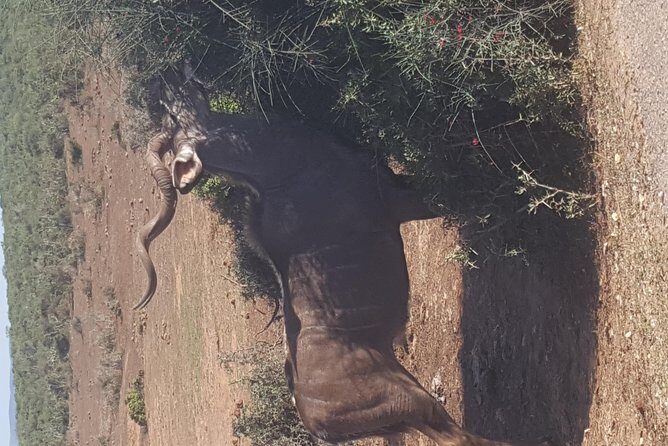 Full day Private Addo elephant safari min 4 pax max 12 pax - Lunch Included: Fuel for the Long Safari Day (and Possible Braai Stops)