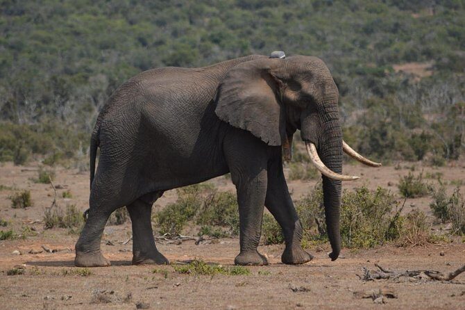 Full day Private Addo elephant safari min 4 pax max 12 pax - The Added Historical, Cultural, and Coastal Stop: A Smart Break After Wildlife