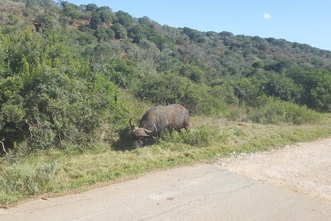 Full day Private Addo elephant safari min 4 pax max 12 pax - Transportation Reality Check: Comfort, Air-Conditioning, and Road Timing