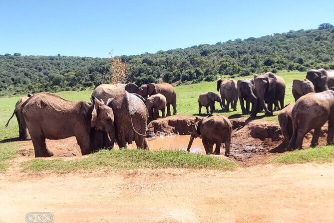 Full day Private Addo elephant safari min 4 pax max 12 pax - Price and Value at About $230 Per Person: What You’re Paying For