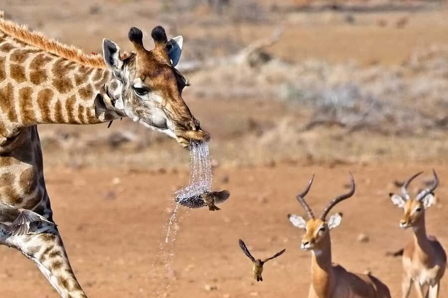 Full-Day Private Big 5 Safari in Kruger National Park - Who This Private Kruger Day Is Best For
