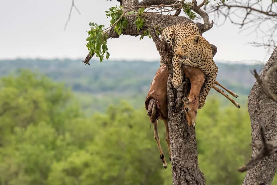 Full-Day Private Big 5 Safari in Kruger National Park - The Big 5 Hunt: How the Morning Sets Up Your Chances